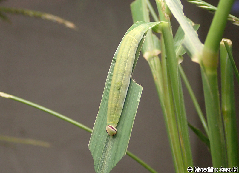 チャバネセセリ Pelopidas mathias