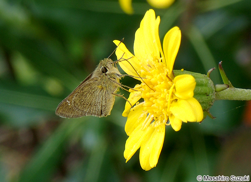 チャバネセセリ Pelopidas mathias