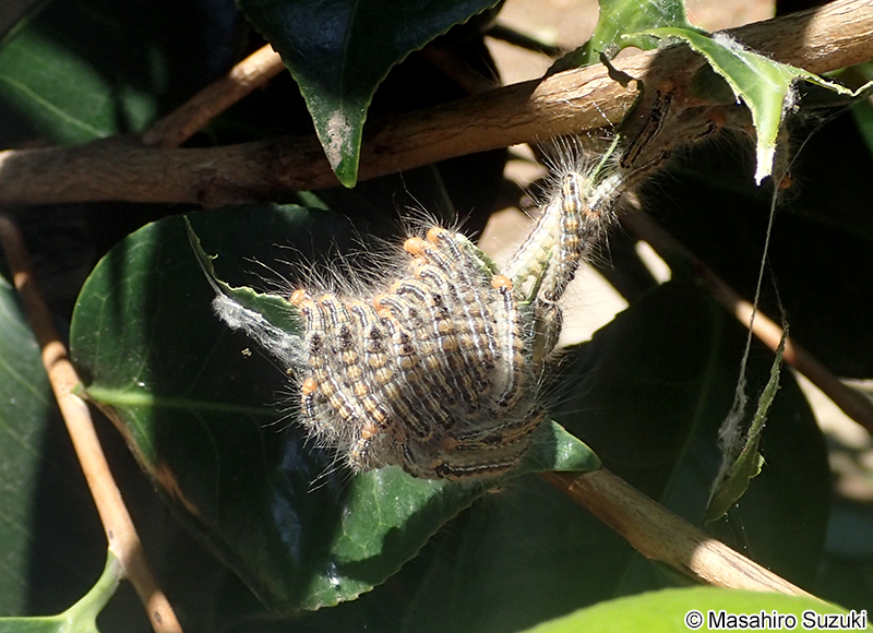 チャドクガ Arna pseudoconspersa