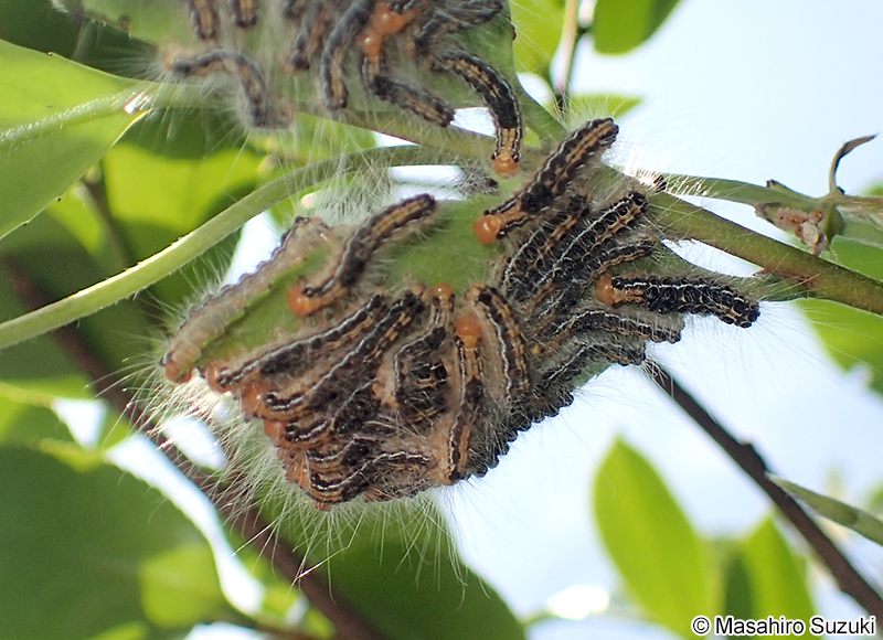 チャドクガ Arna pseudoconspersa
