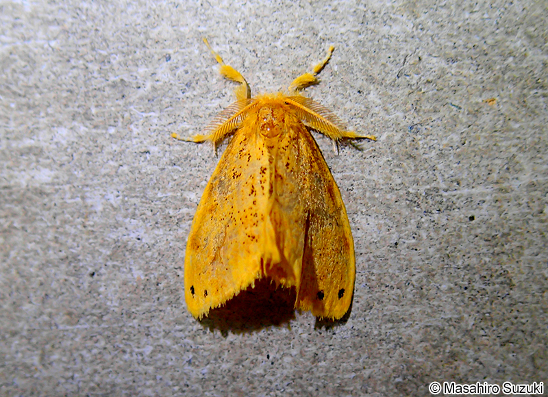 チャドクガ Arna pseudoconspersa