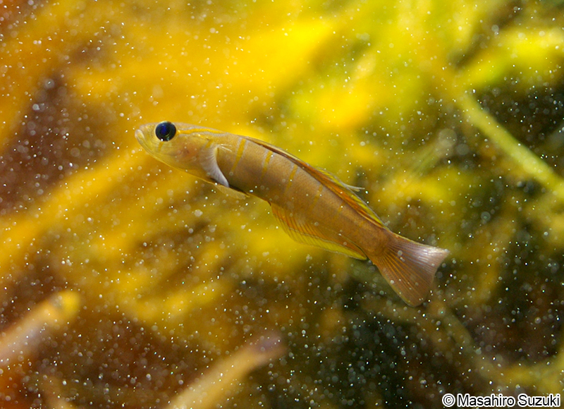 チャガラ Pterogobius zonoleucus