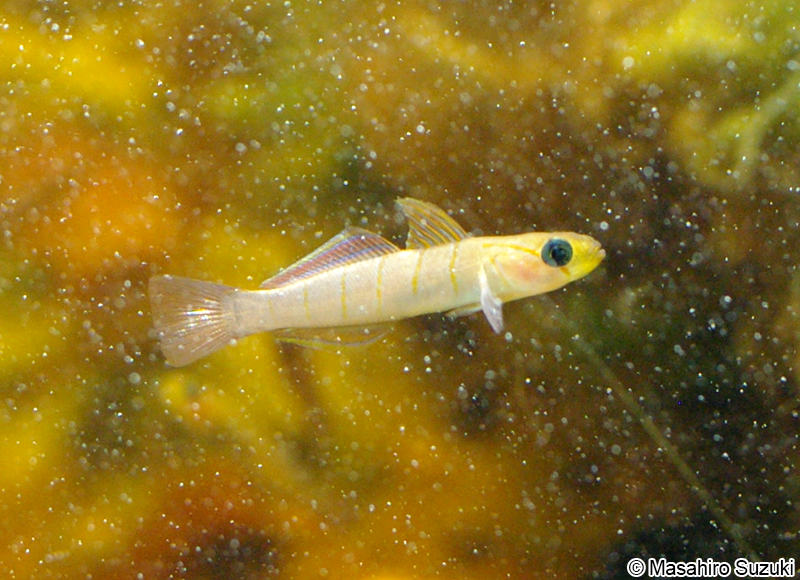 チャガラ Pterogobius zonoleucus