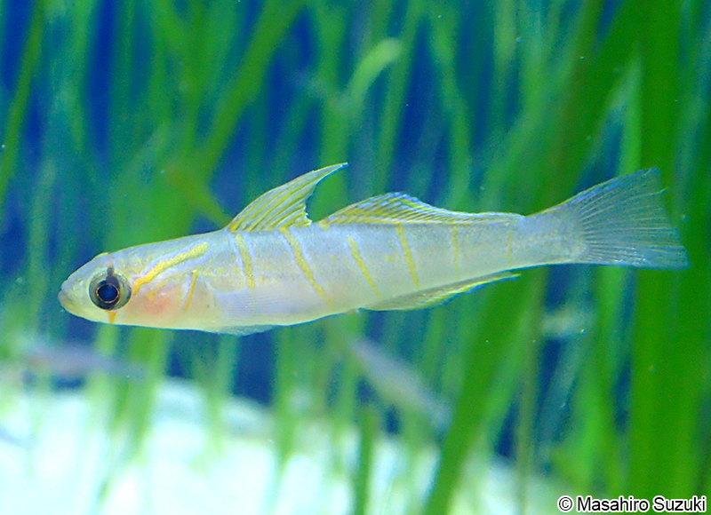 チャガラ Pterogobius zonoleucus