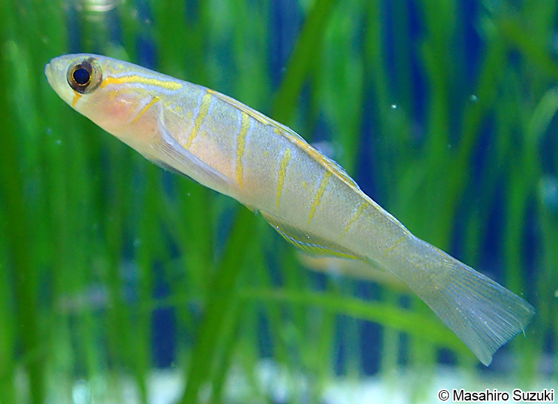 チャガラ Pterogobius zonoleucus