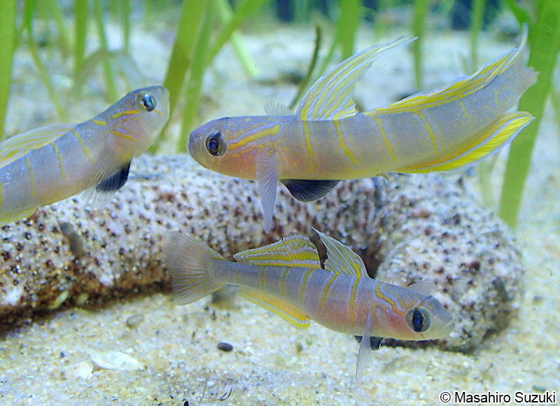 チャガラ Pterogobius zonoleucus