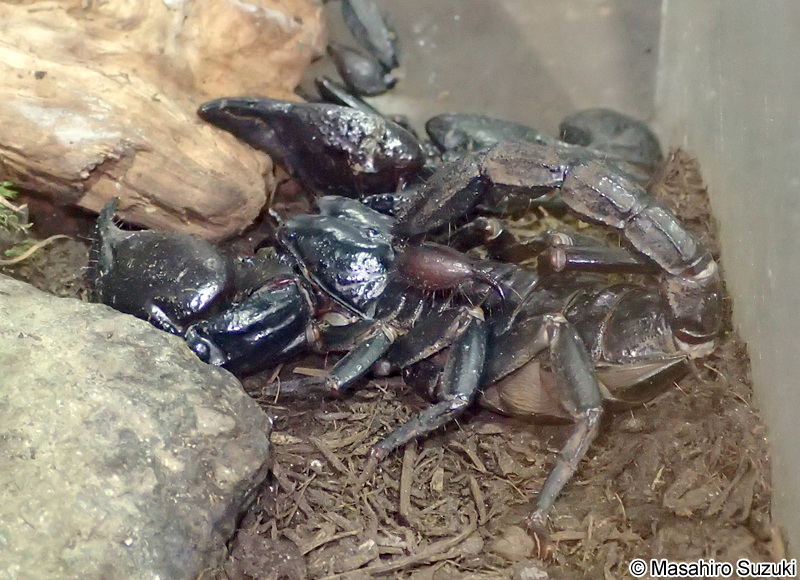 チャグロサソリ Heterometrus spinifer