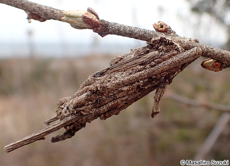 チャミノガ Eumeta minuscula