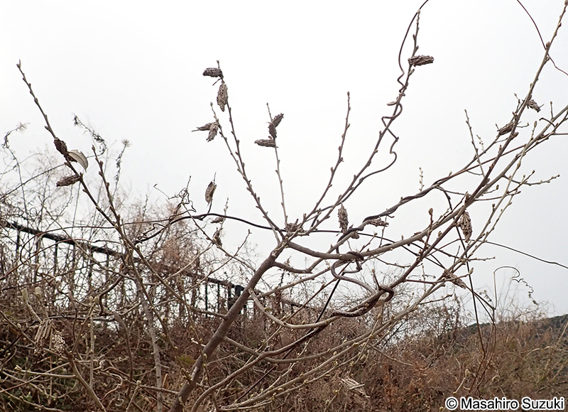 チャミノガ Eumeta minuscula