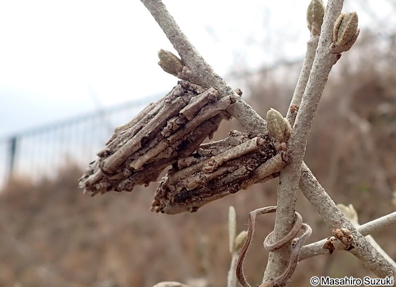 チャミノガ Eumeta minuscula