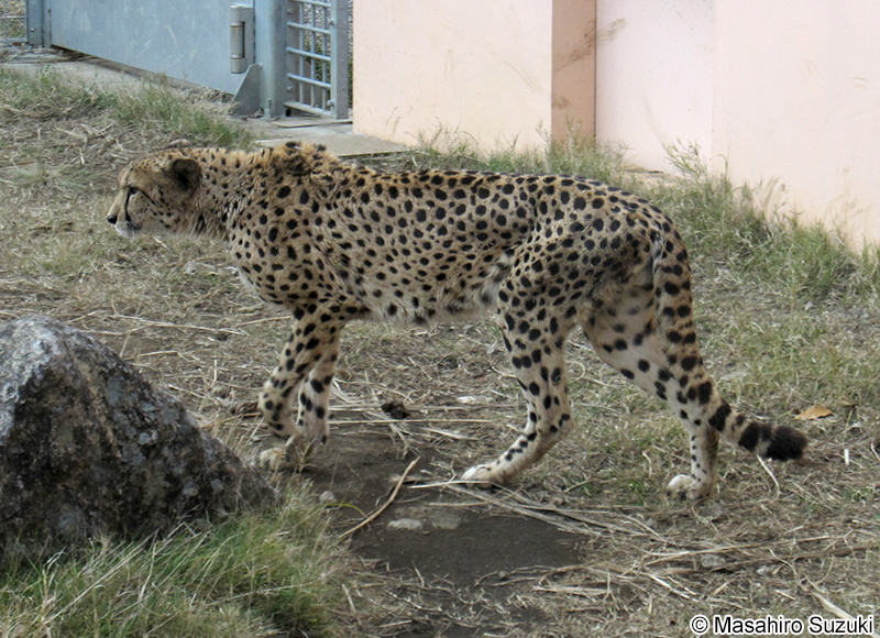 チーター Acinonyx jubatus