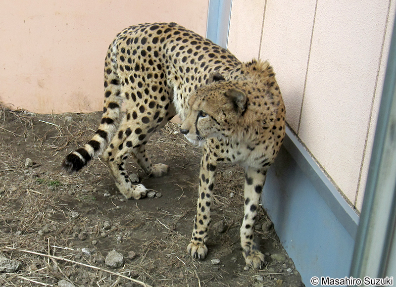 チーター Acinonyx jubatus