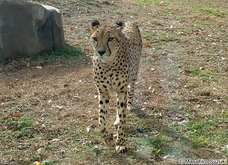 チーター Acinonyx jubatus