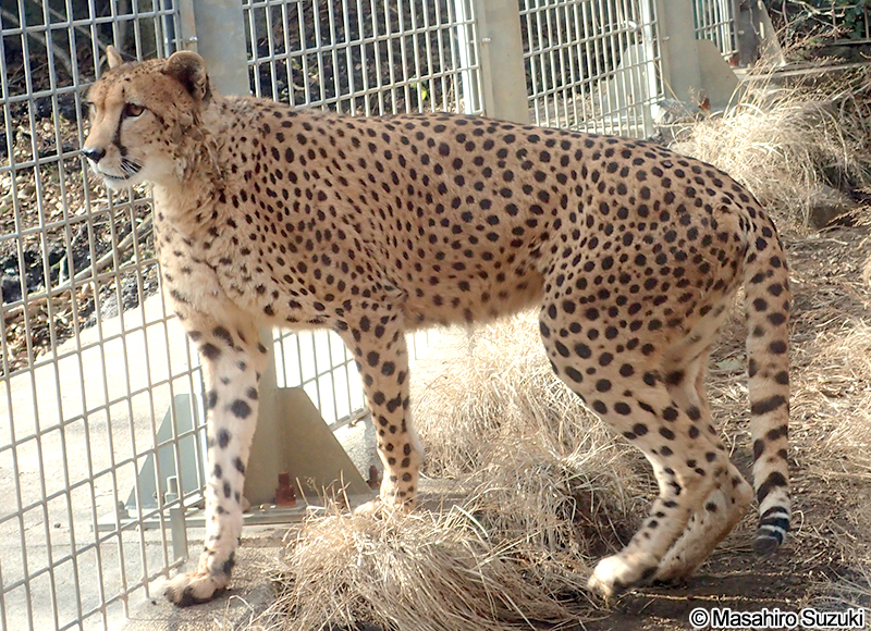 チーター Acinonyx jubatus