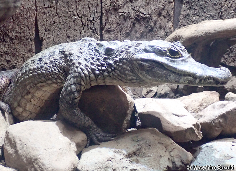 チアパスメガネカイマン Caiman crocodilus fuscus