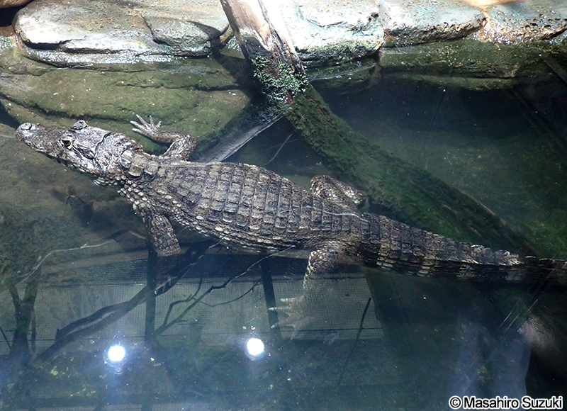 チアパスメガネカイマン Caiman crocodilus fuscus