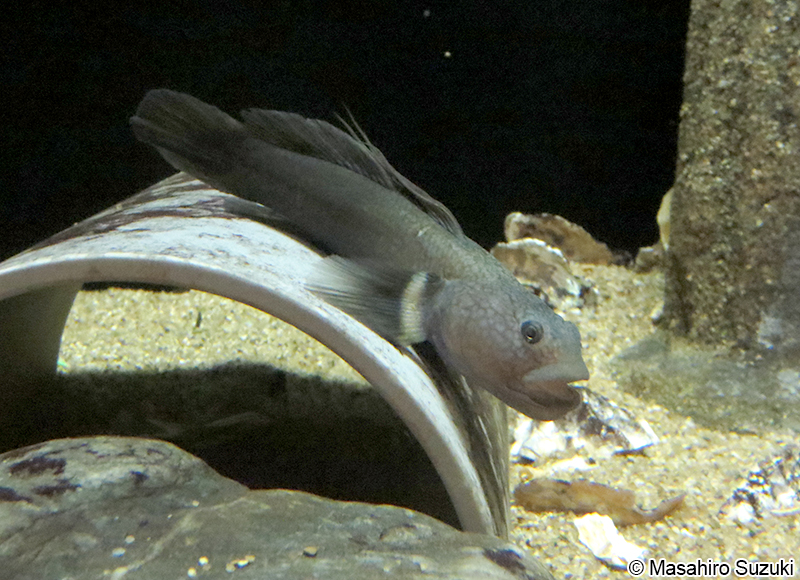 チチブ Tridentiger obscurus