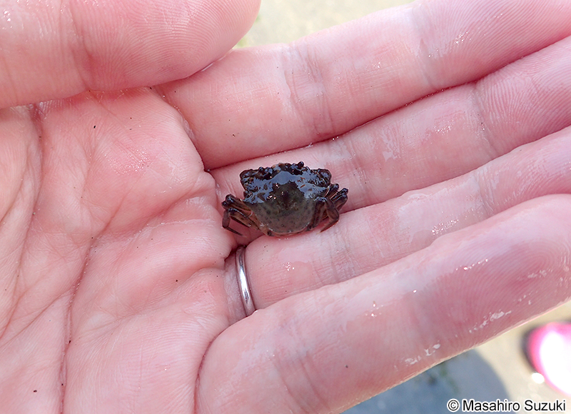 チチュウカイミドリガニ Carcinus aestuarii