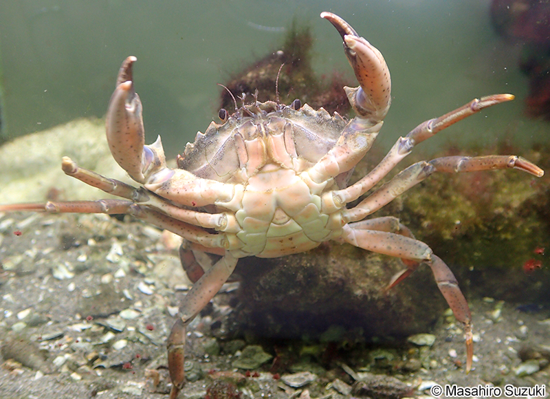 チチュウカイミドリガニ Carcinus aestuarii