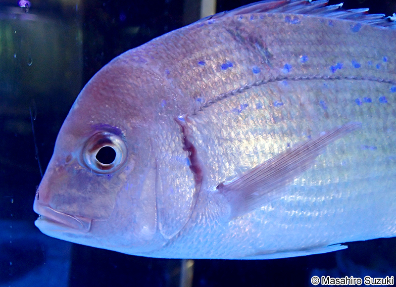 チダイ Evynnis tumifrons