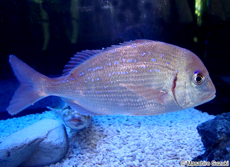 チダイ Evynnis tumifrons