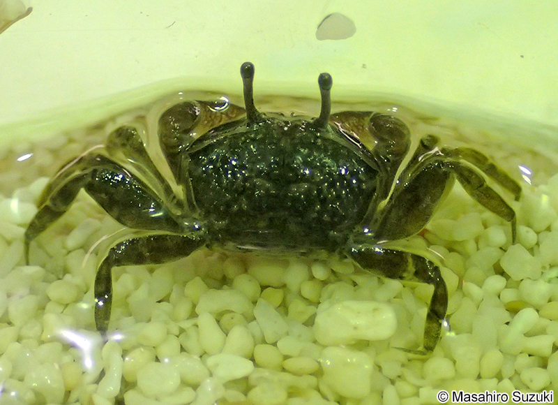 チゴガニ Ilyoplax pusilla