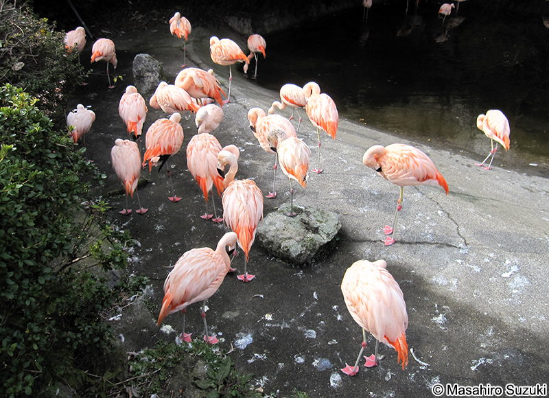 チリフラミンゴ Phoenicopterus chilensis
