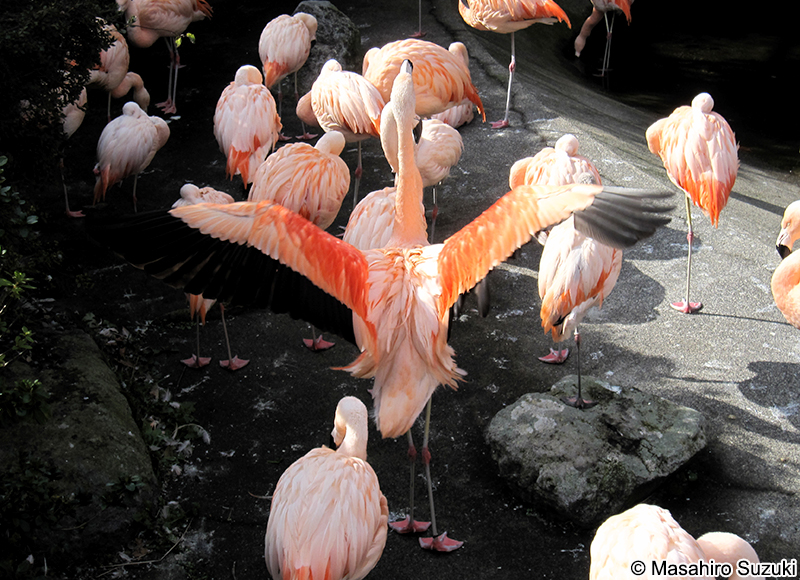 チリフラミンゴ Phoenicopterus chilensis