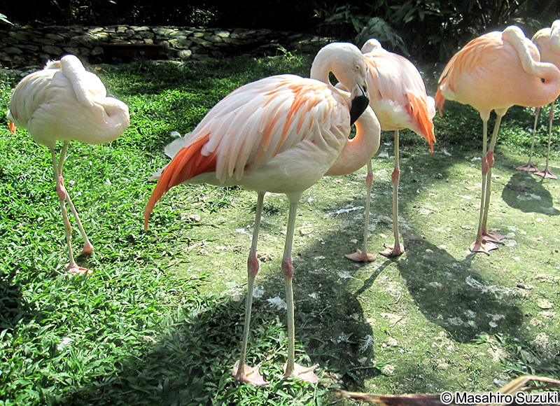 チリフラミンゴ Phoenicopterus chilensis