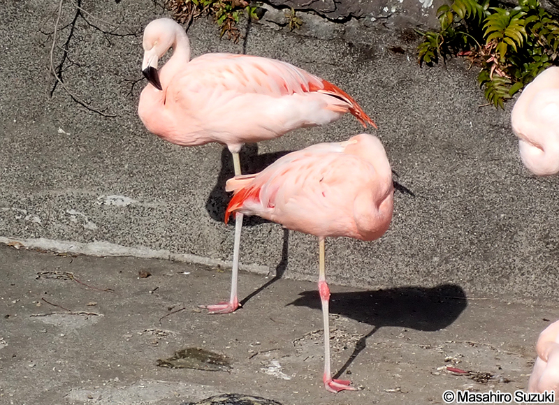 チリフラミンゴ Phoenicopterus chilensis