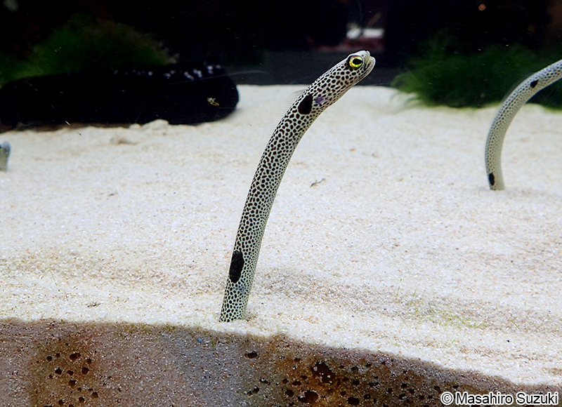 チンアナゴ Heteroconger hassi