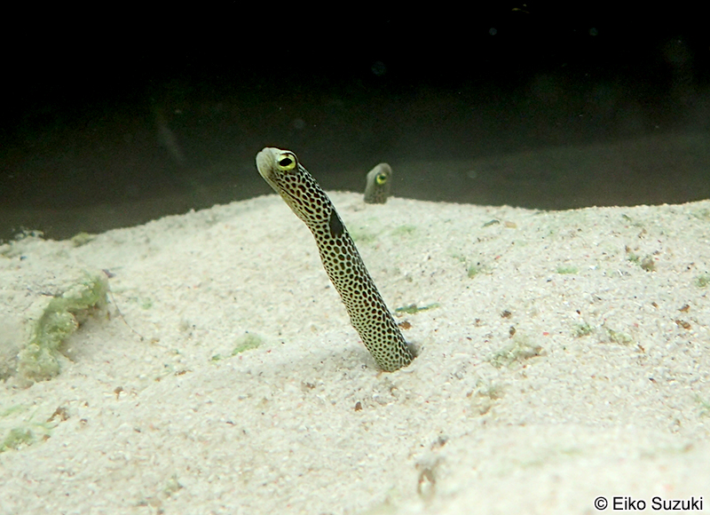 チンアナゴ Heteroconger hassi