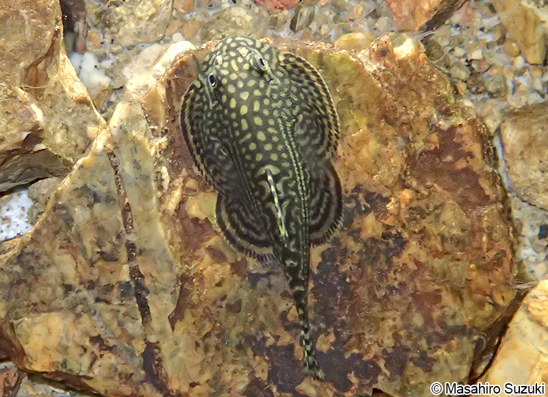 チャイナバタフライプレコ Beaufortia kweichowensis