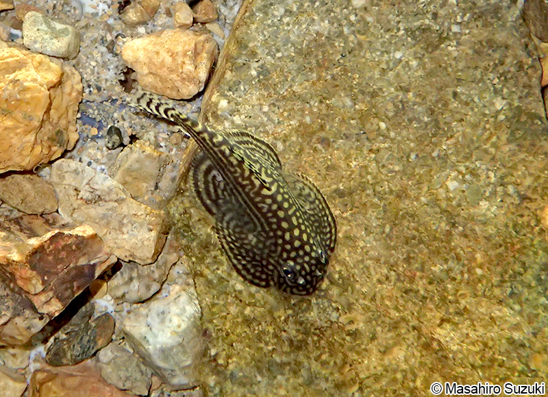 チャイナバタフライプレコ Beaufortia kweichowensis