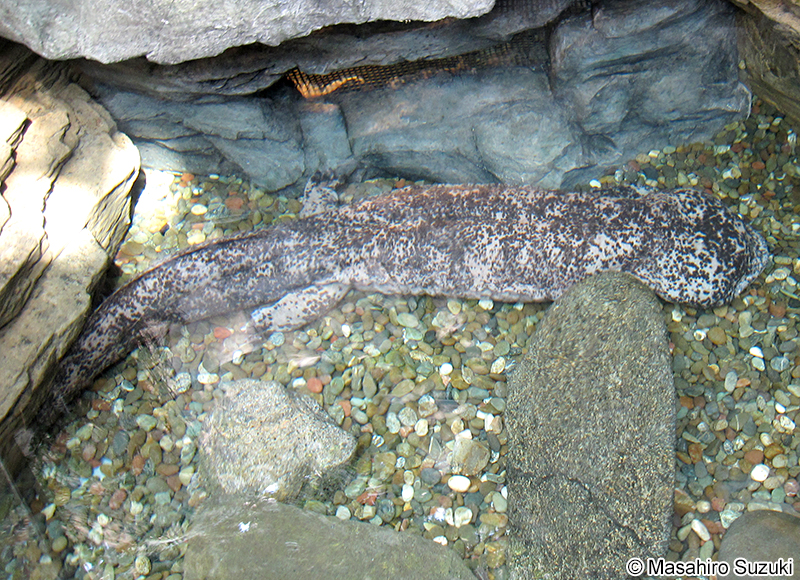 チュウゴクオオサンショウオ Andrias davidianus