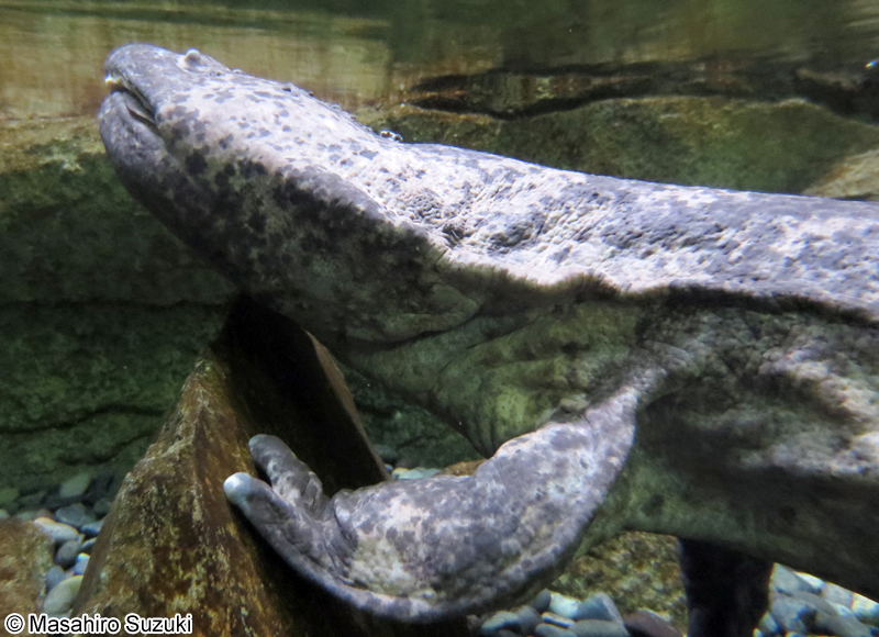 チュウゴクオオサンショウオ Andrias davidianus