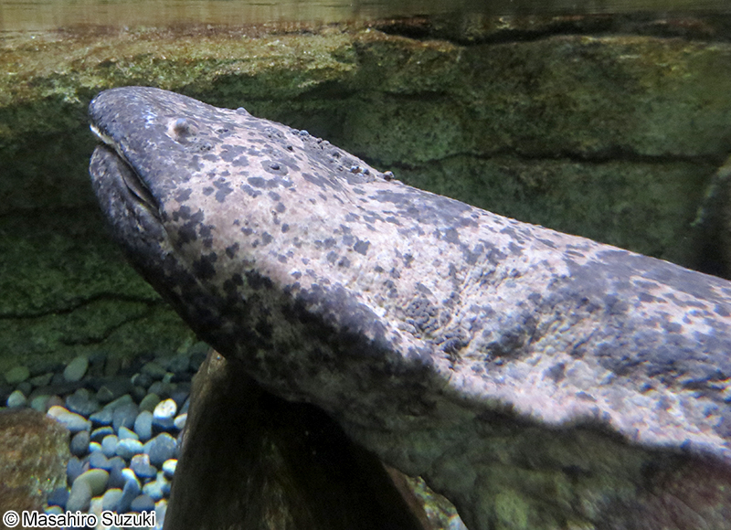 チュウゴクオオサンショウオ Andrias davidianus