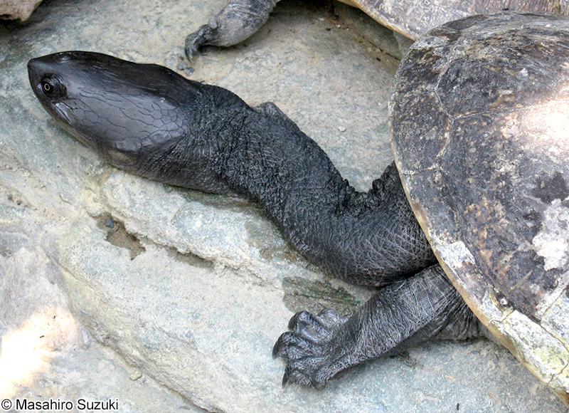 チリメンナガクビガメ Chelodina rugosa