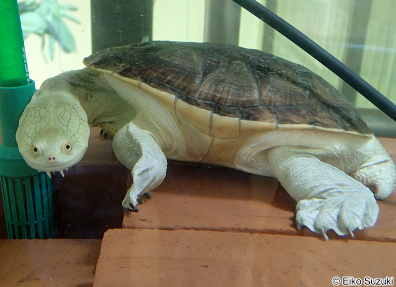 チリメンナガクビガメ Chelodina rugosa