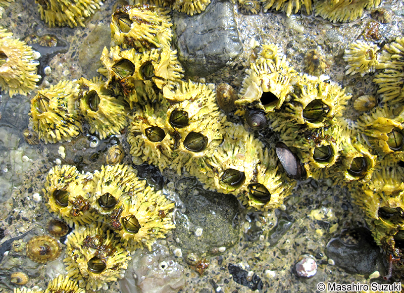 チシマフジツボ Semibalanus cariosus