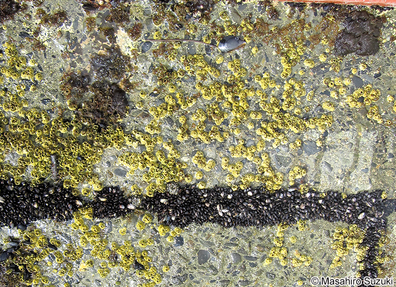 チシマフジツボ Semibalanus cariosus