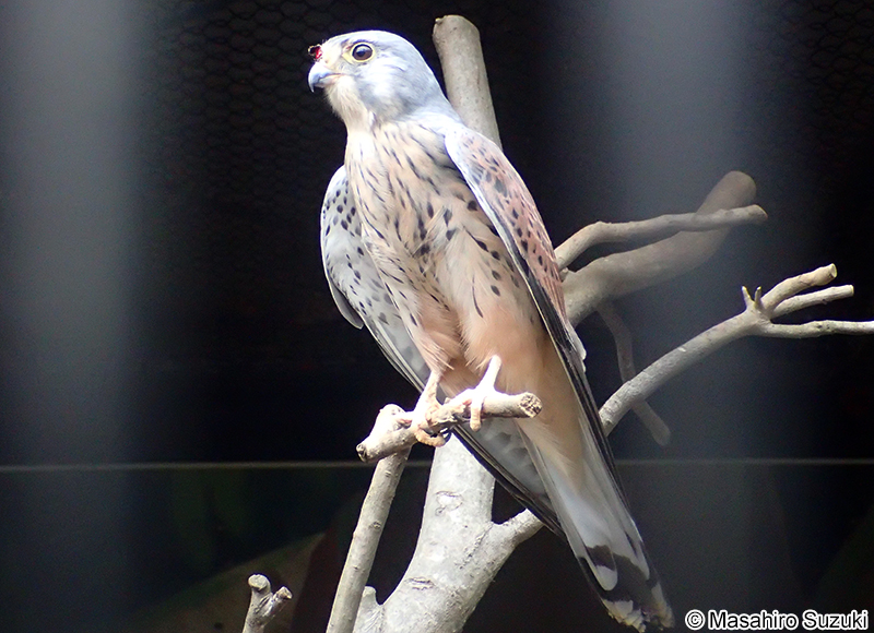 チョウゲンボウ Falco tinnunculus