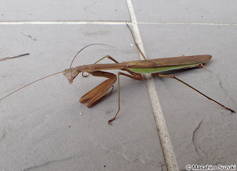 チョウセンカマキリ Tenodera angustipennis