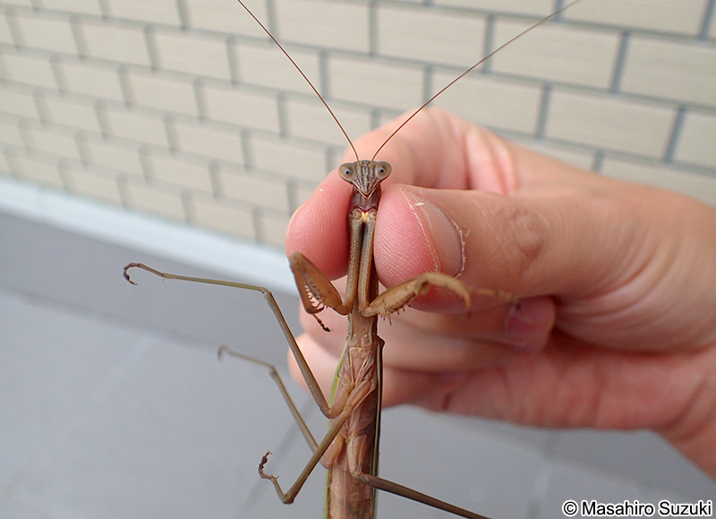 チョウセンカマキリ Tenodera angustipennis
