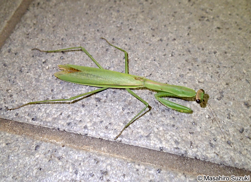 チョウセンカマキリ Tenodera angustipennis