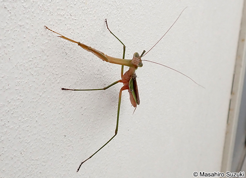 チョウセンカマキリ Tenodera angustipennis