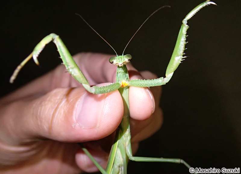 チョウセンカマキリ Tenodera angustipennis