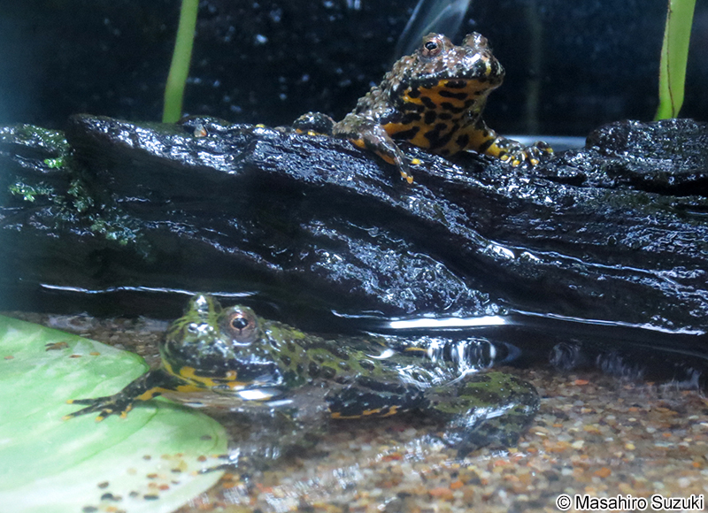 チョウセンスズガエル Bombina orientalis