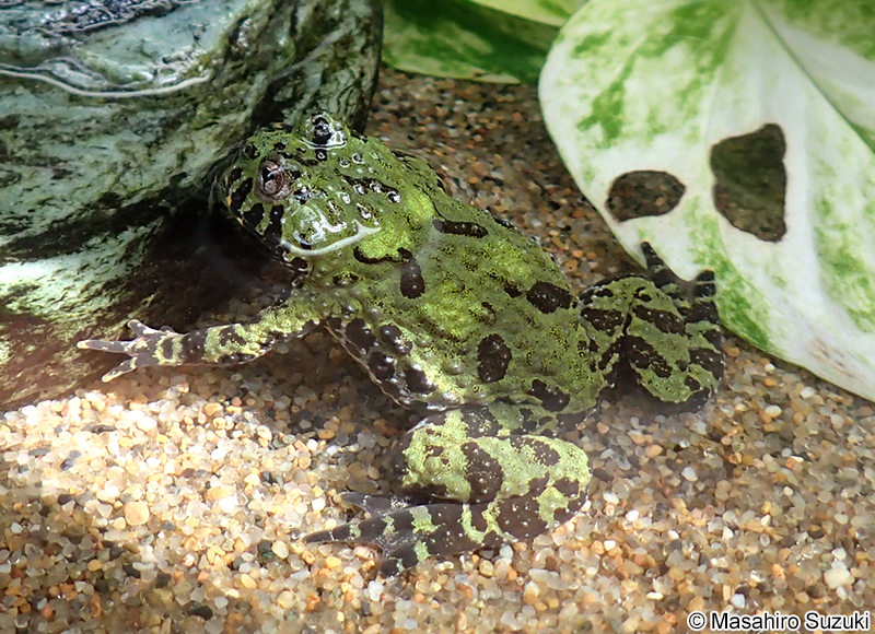 チョウセンスズガエル Bombina orientalis