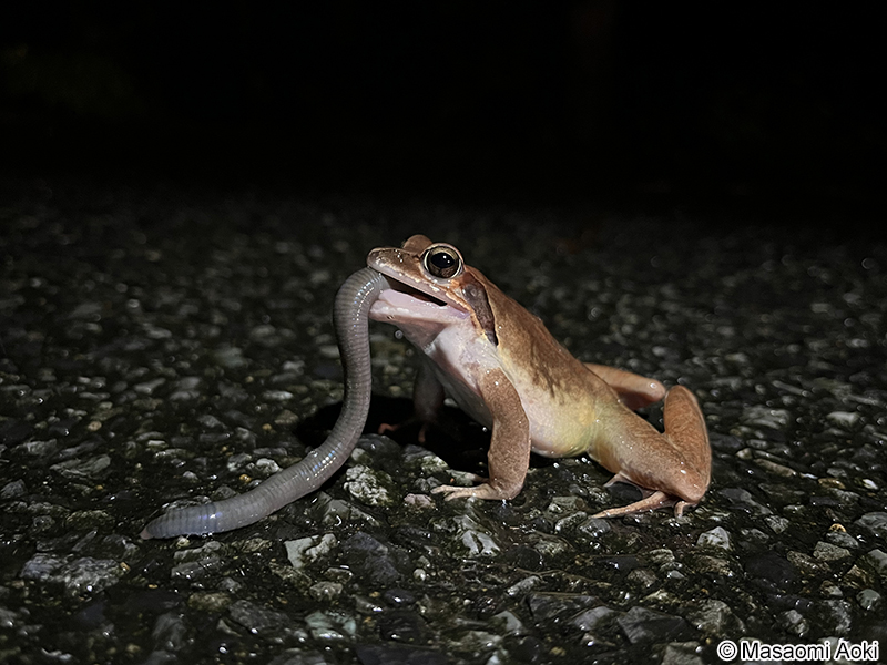 チョウセンヤマアカガエル Rana uenoi
